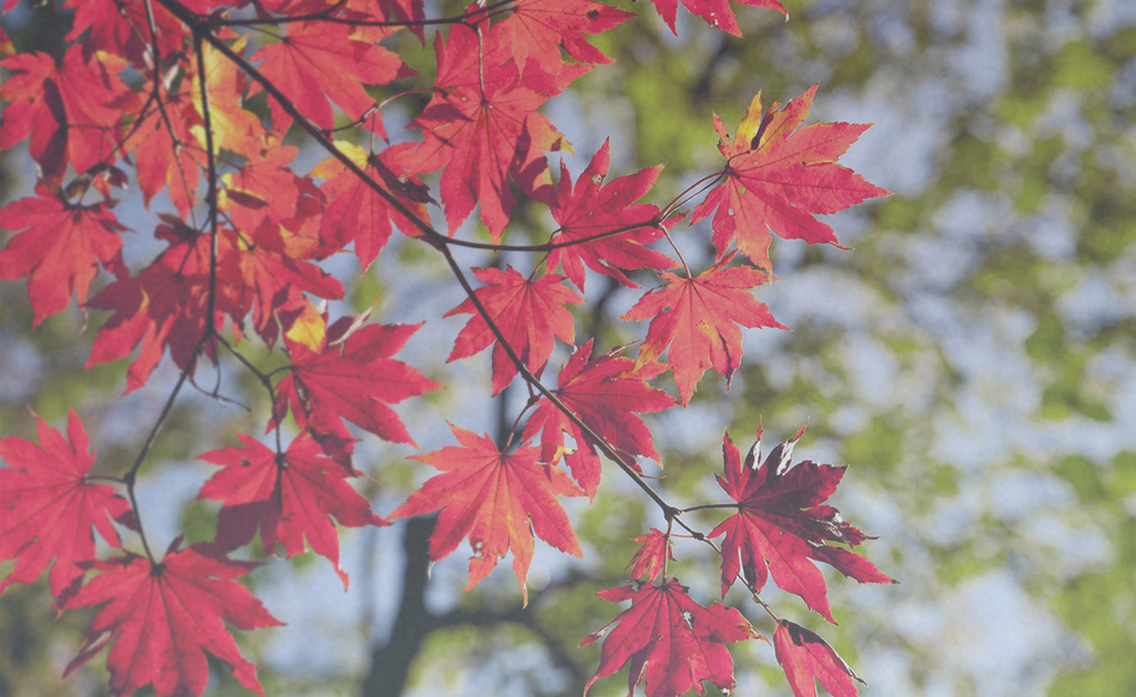 Őszi falevelek – a kapcsolat végének szimbóluma